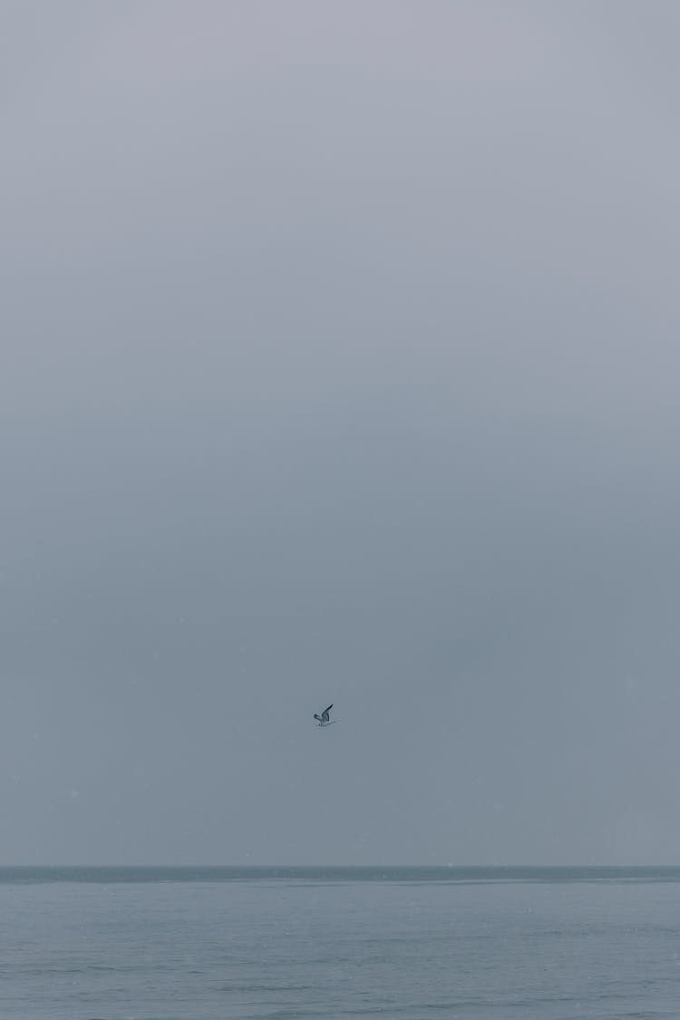 Bird Flying Over The Sea On A Winter Day 