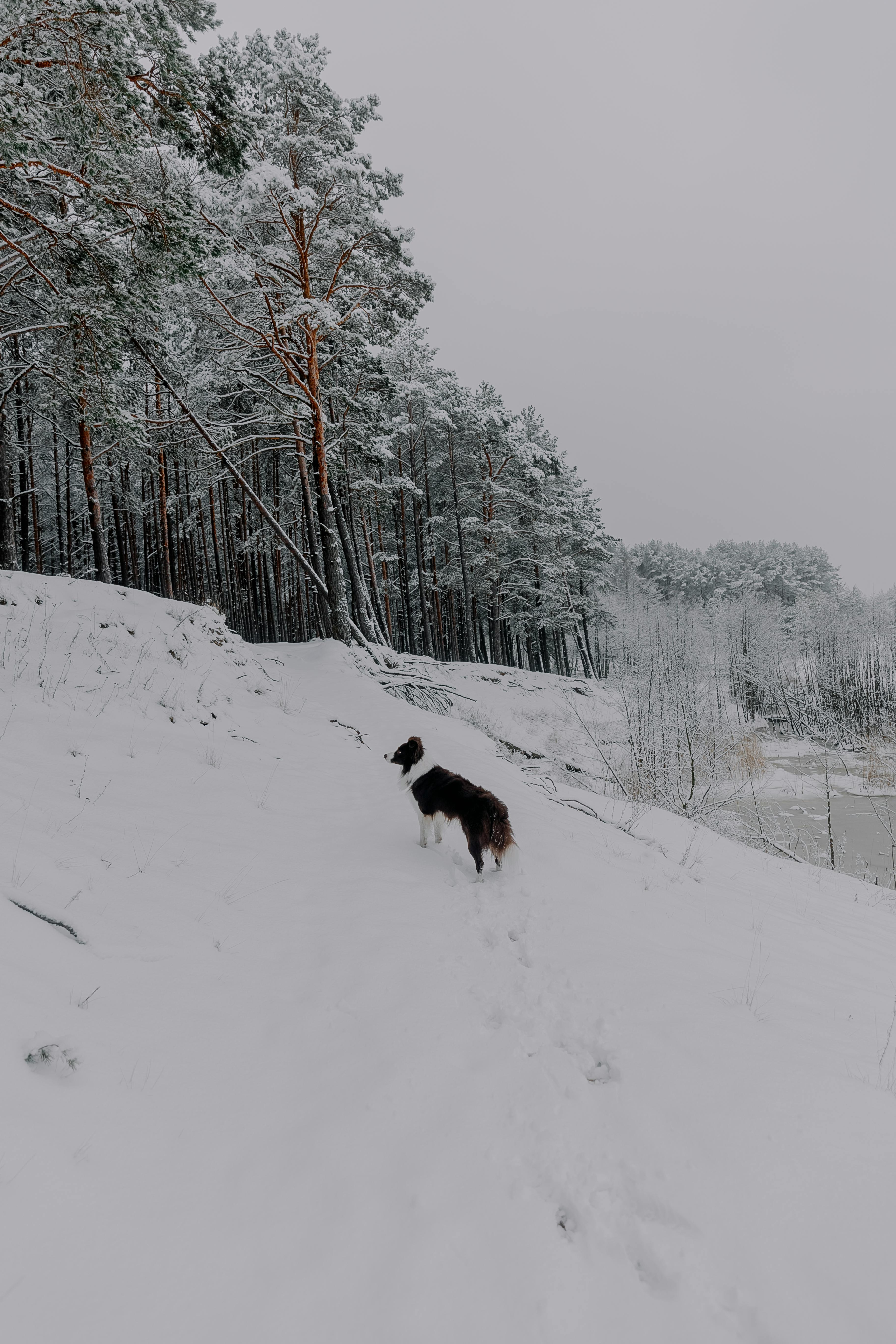 A dog walking through the snow on a hill