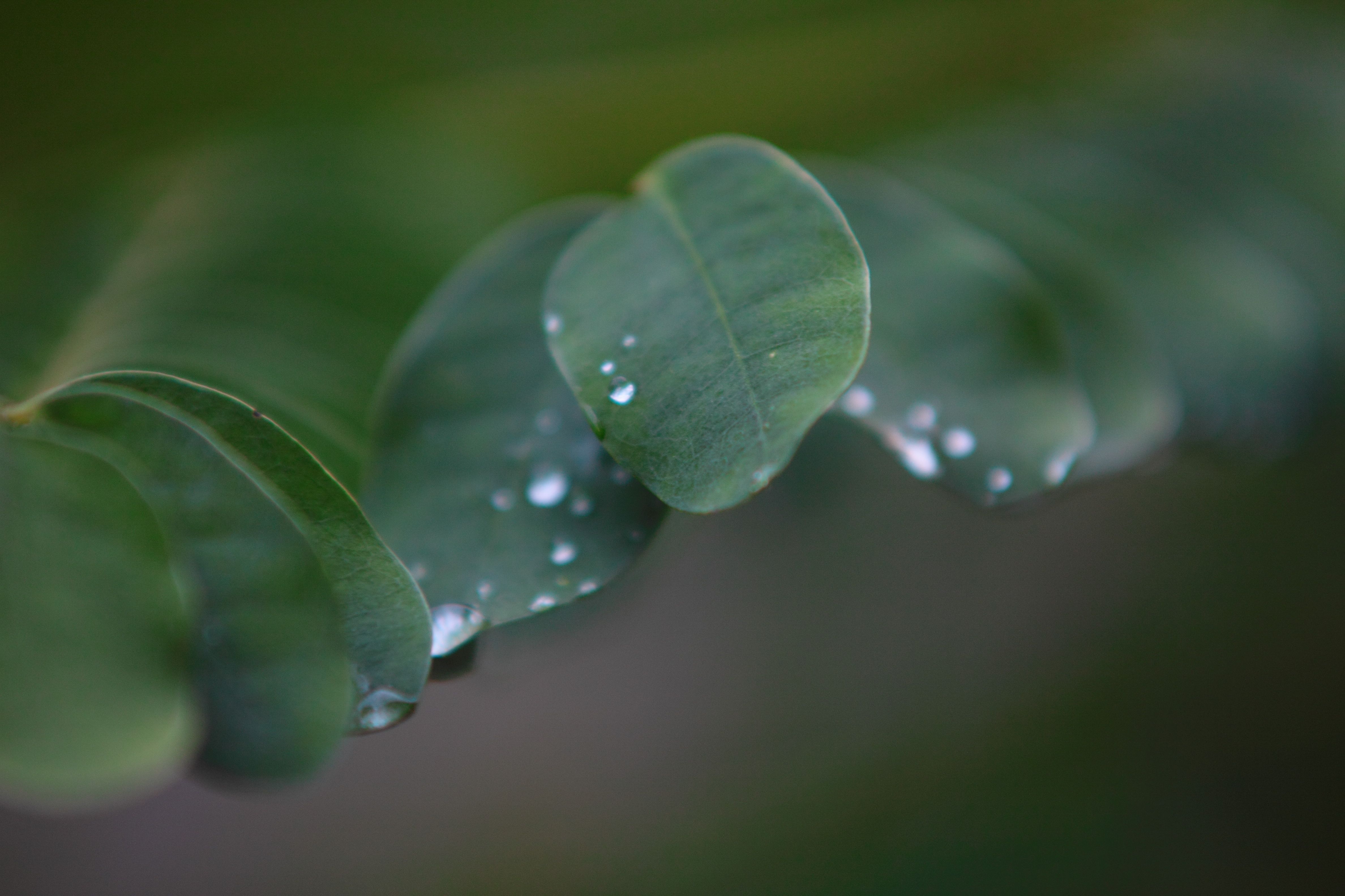 Nature's Blur