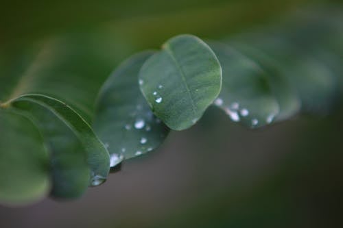 緑の葉の植物のフィールド写真の浅い深さ