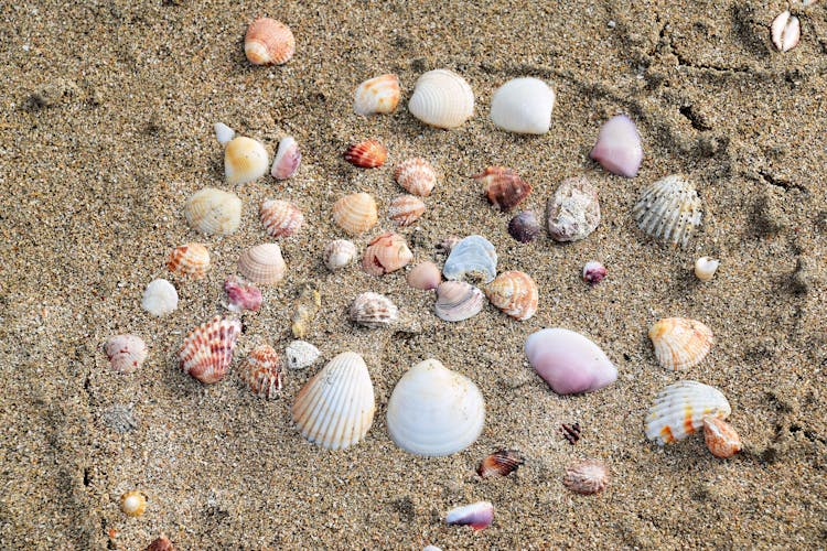 Seashells In The Sand 