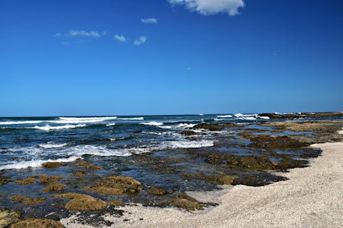Foto profissional grátis de algas, areia, céu azul