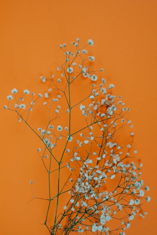 Decorative Delicate Flowers