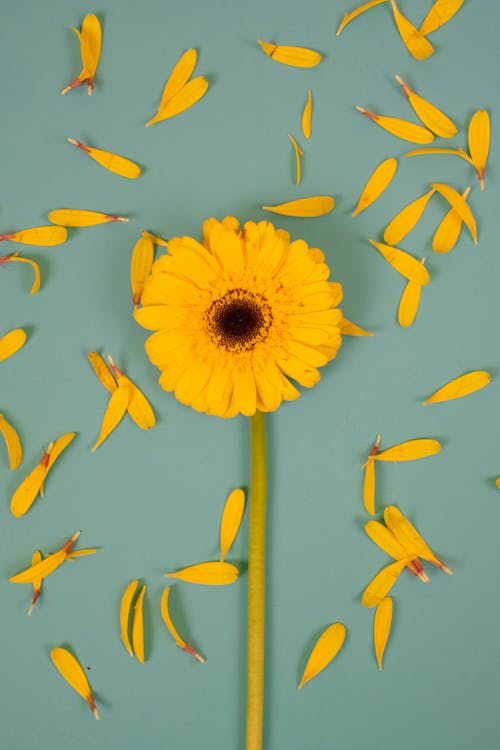 Yellow Flower and Petals Scattered Around 