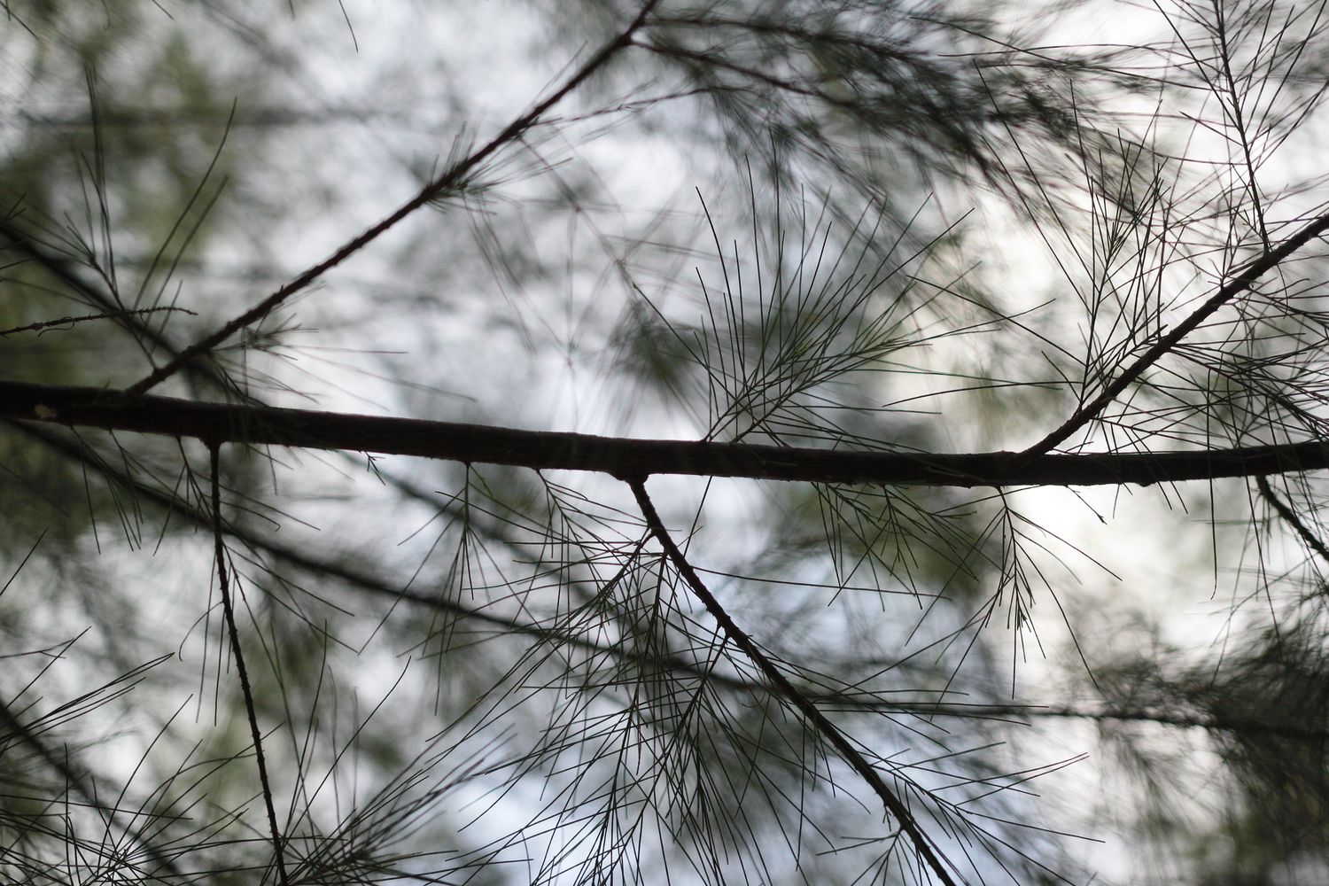 Fine Tree Photos, Download The BEST Free Fine Tree Stock Photos & HD Images