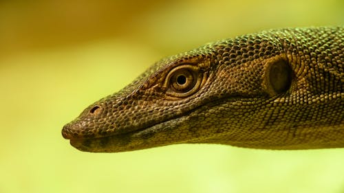 Close up of Lizard Head