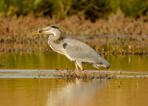 Heron with Fish