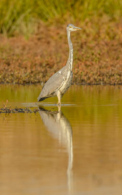 Základová fotografie zdarma na téma bažina, divočina, mokřina