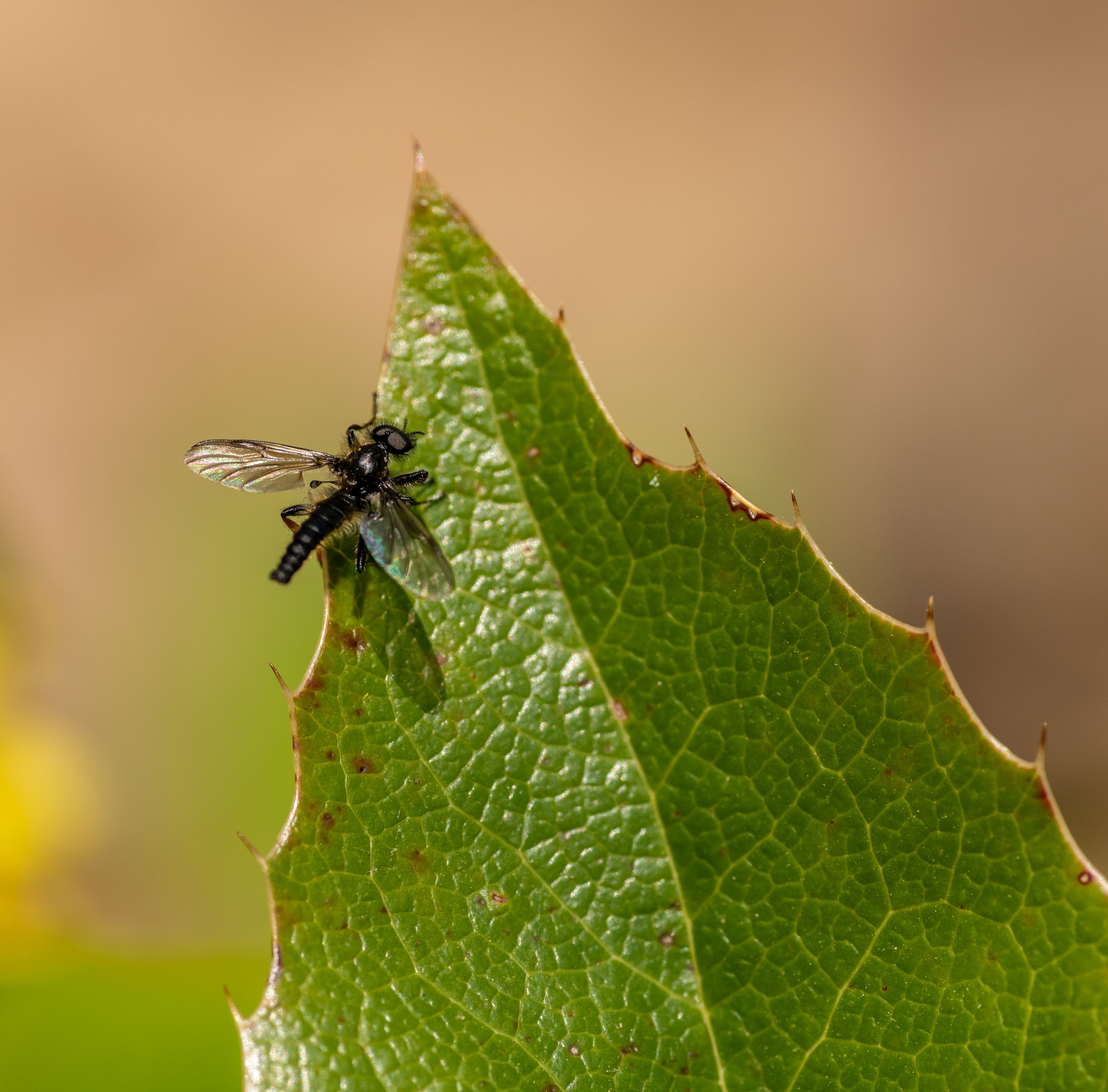 Insect Experiment Photos, Download The BEST Free Insect Experiment ...