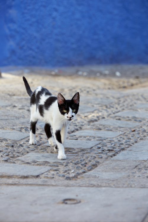 Free A Black and White Cat Walking on a Street on the Background of a Blue Building  Stock Photo