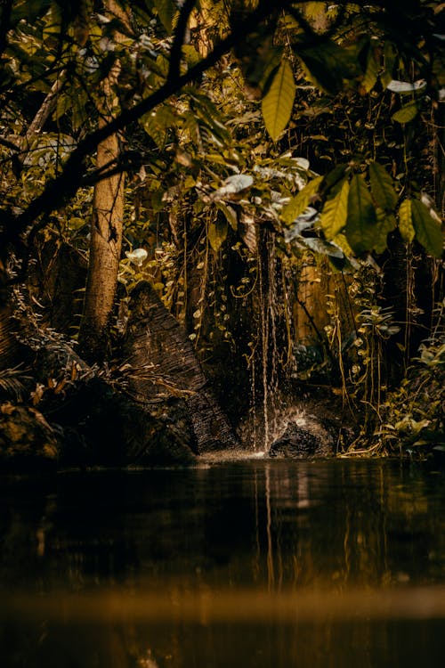 Foto d'estoc gratuïta de arbres, bosc amazònic, estany