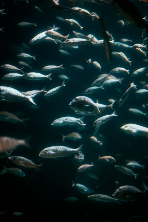 Free A captivating view of a fish swarm in a dimly lit aquarium setting in İstanbul. Stock Photo