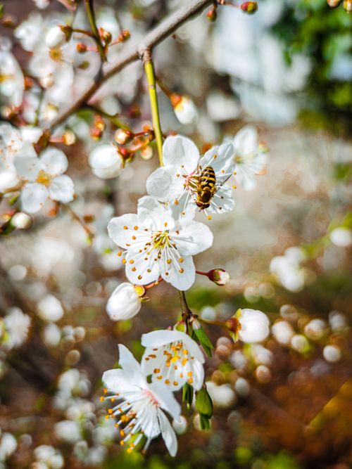 Free Close-up of a bee pollinating plum blossoms with a bokeh garden background. Stock Photo