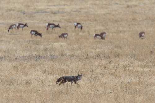 免费 灰色和棕色的狐狸在野外的鹿群附近 素材图片