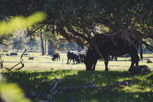 Vache, Manger, Herbe, Sous, Arbre