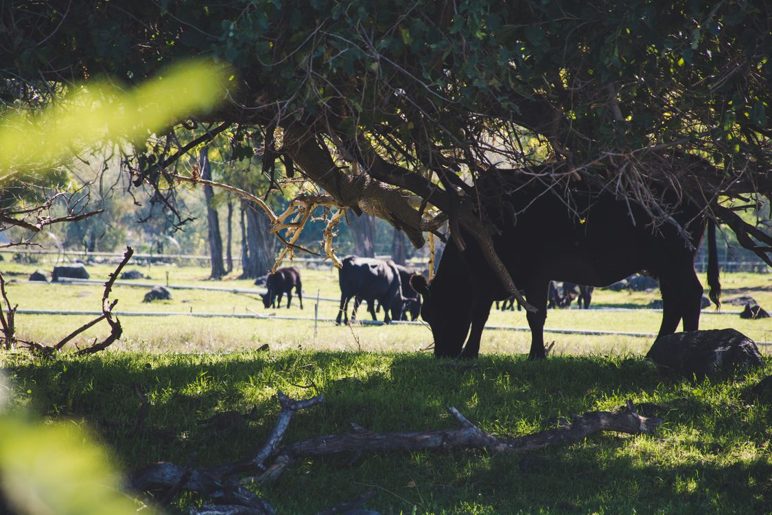 Cow Eating Tree Cow Eating Grass Under Tree · Free Stock Photo