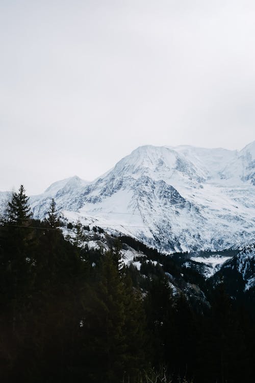 Forest and Mountains in Snow