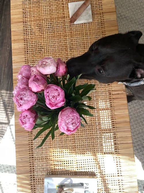 개, 꽃, 냄새가 나는의 무료 스톡 사진