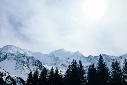 Landscape with Rocky Mountains in Snow, and Conifer Trees in Foreground