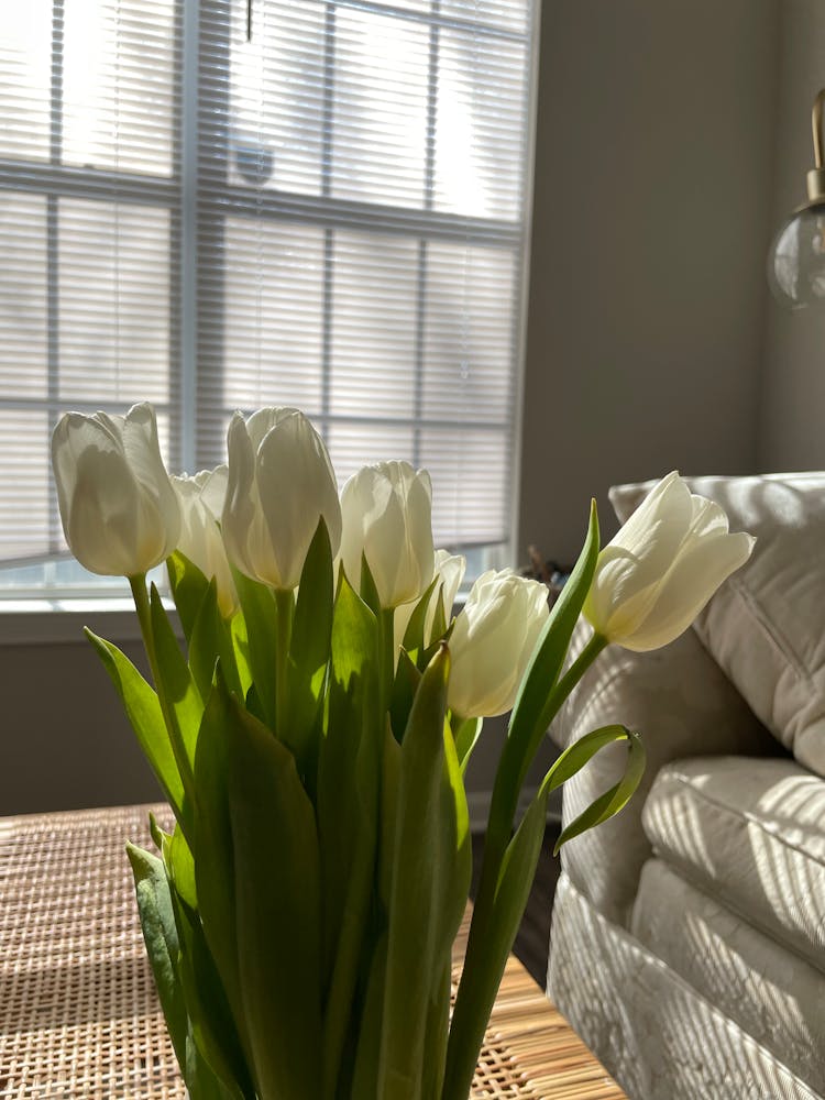 White Tulips In A Room With Window Shutters