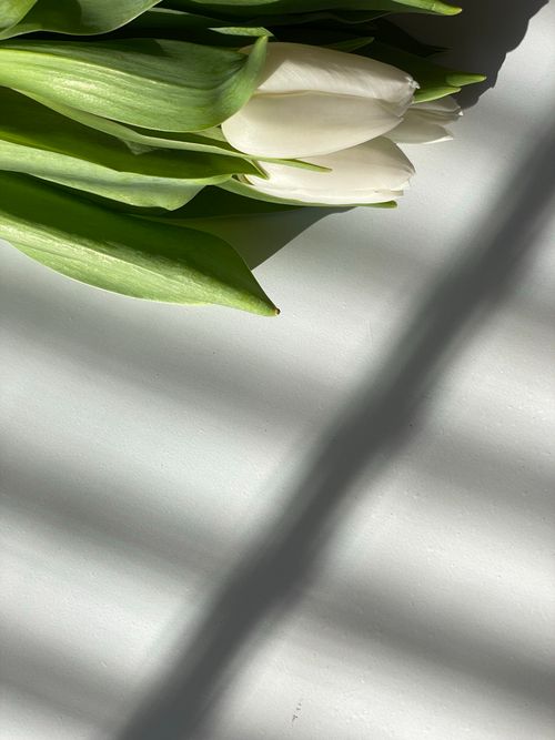 Free A close-up of white tulips with leaves, casting soft shadows, evoking spring vibes. Stock Photo