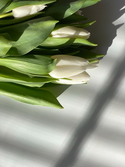 Free Close-up of a bouquet of white tulips with leaves in soft natural light. Stock Photo