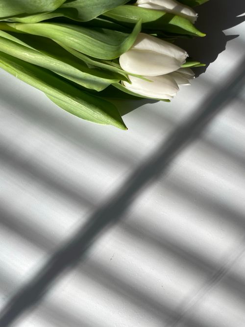 Free A close-up of white tulips casting dramatic shadows on a sunlit surface. Stock Photo