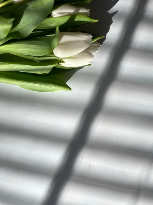 Blinds Shade and Bouquet of White Tulips