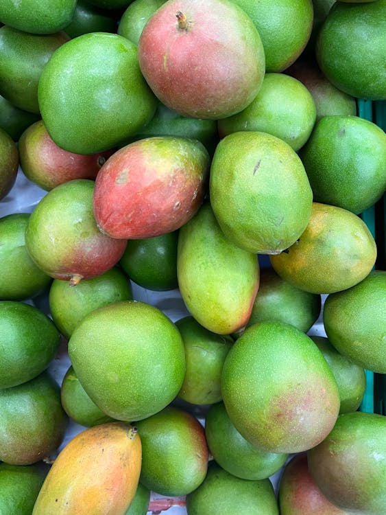 Abundance of Mango Fruits
