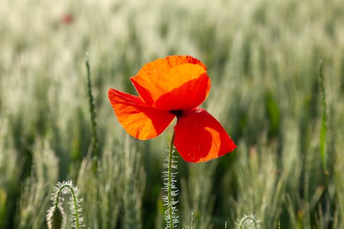 Foto profissional grátis de aumento, campo de feno, flor vermelha