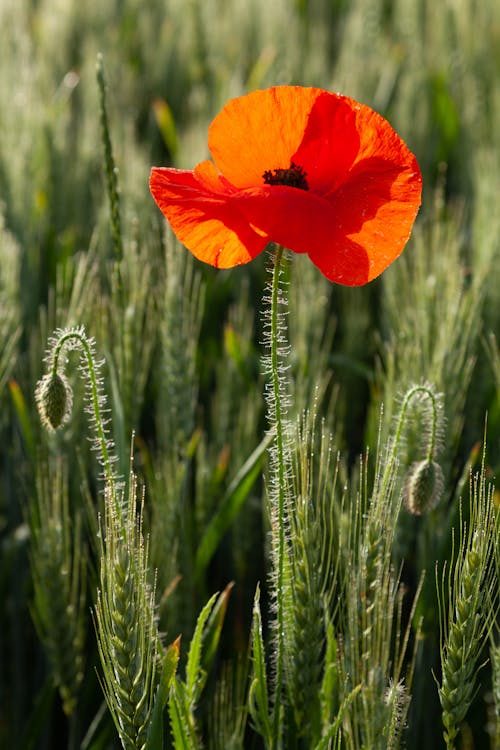 Close-up of a Poppy Growing on a Meadow 