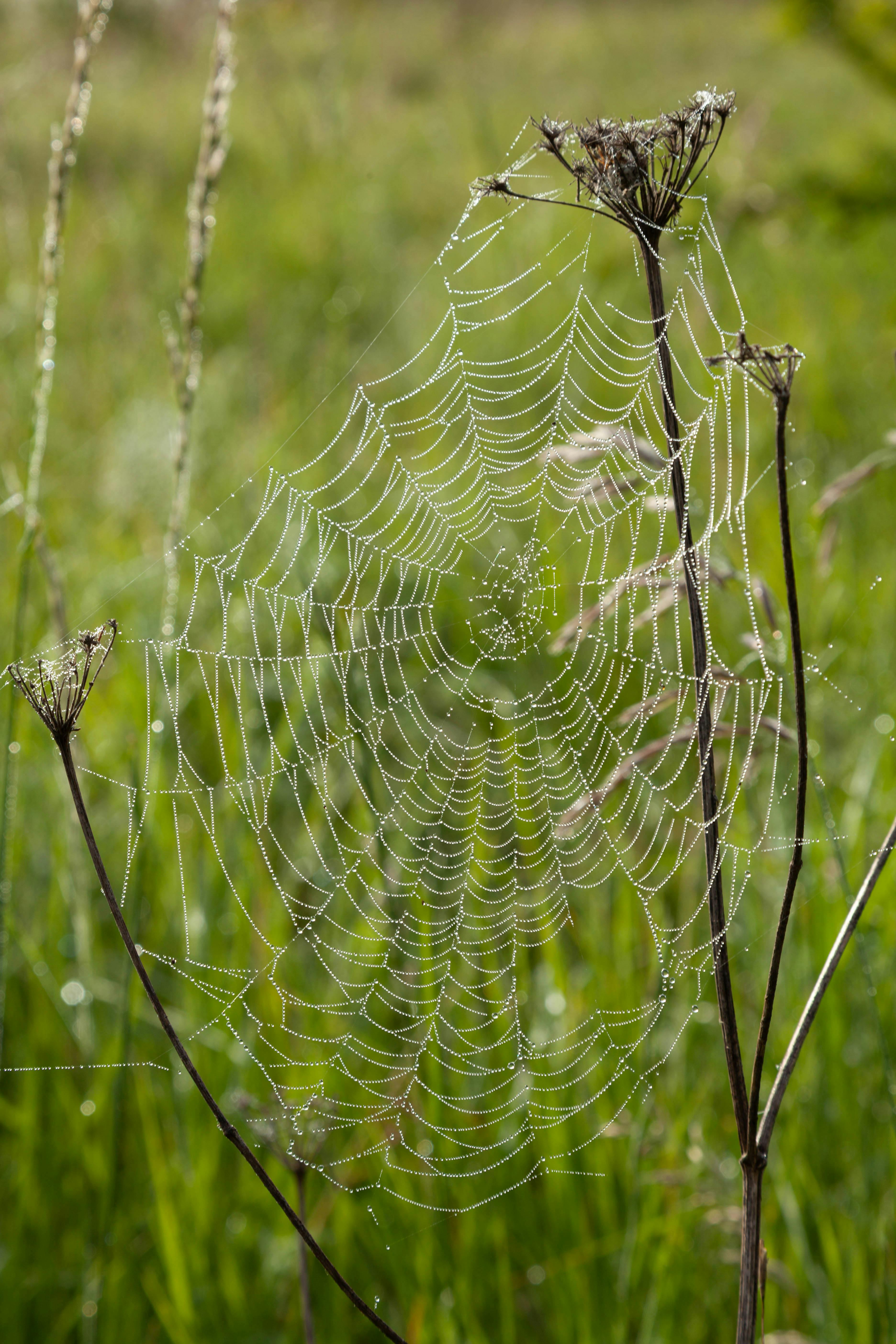 Mạng nhện  377707 Ảnh vector và hình chụp có sẵn  Shutterstock