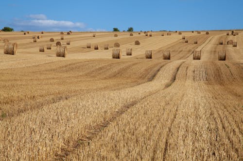 Foto profissional grátis de agricultura, área, capim