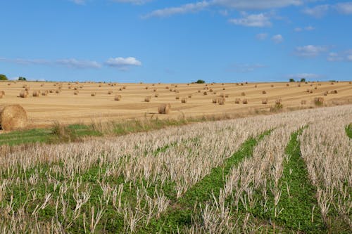 Panoramic Photograph of Haystacks on Field · Free Stock Photo