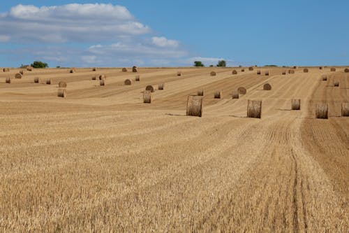 Photos gratuites de balles, campagne, chaleur