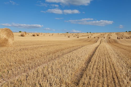 Imagine de stoc gratuită din agricultură, baloți de paie, câmp