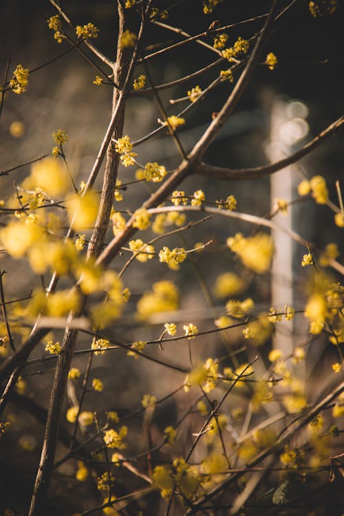 bahar, Bahçe, bitki örtüsü içeren Ücretsiz stok fotoğraf