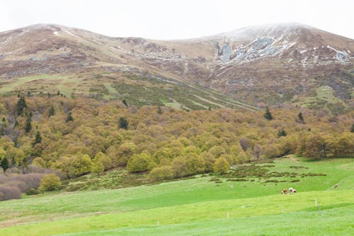 View of a Pasture with Cattle, Autumnal Trees and Mountains 