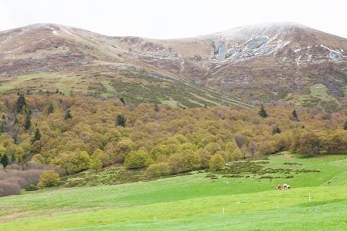 Free View of a Pasture with Cattle, Autumnal Trees and Mountains  Stock Photo