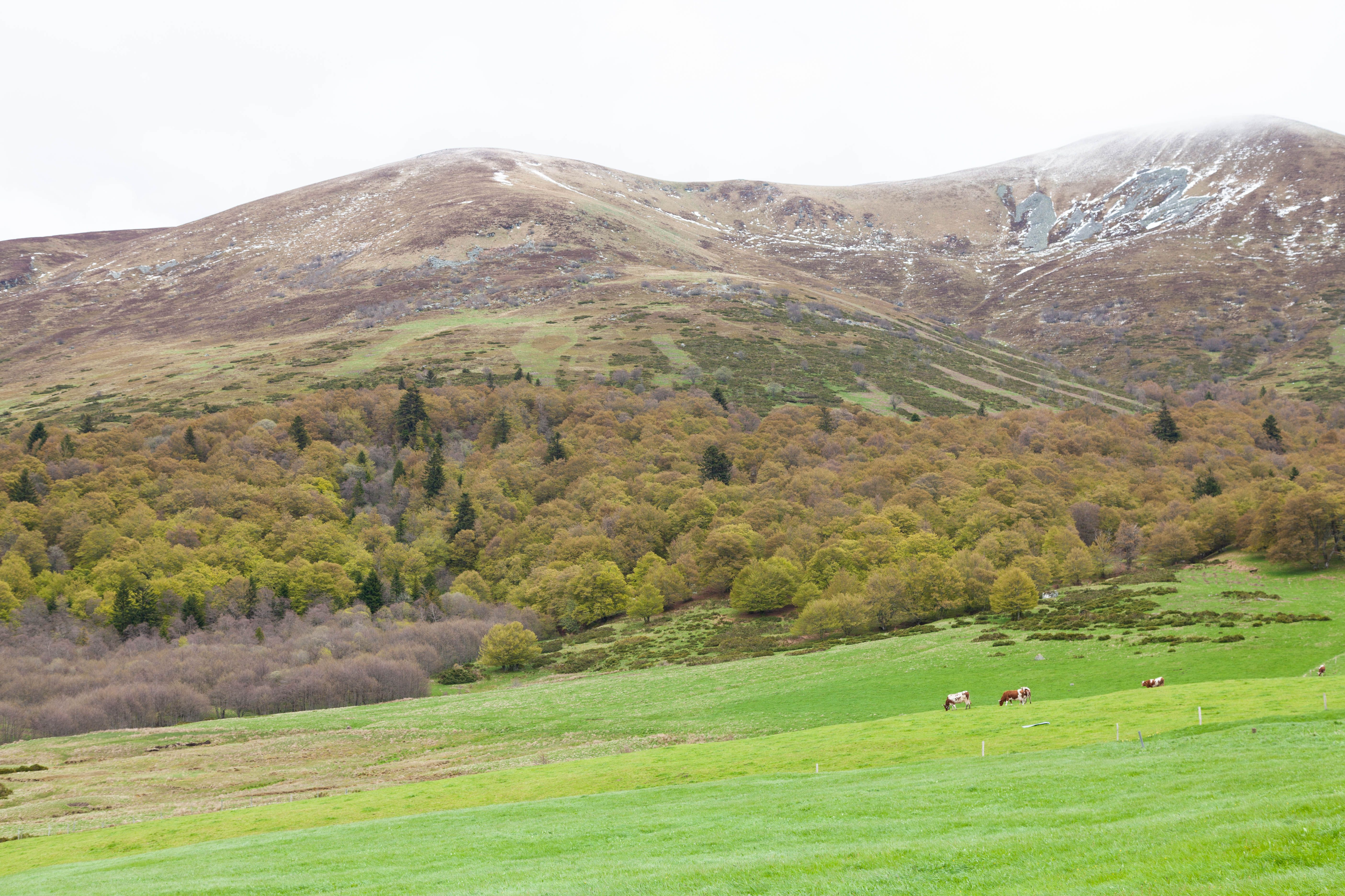 View of a Pasture with Cattle, Autumnal Trees and Mountains · Free ...