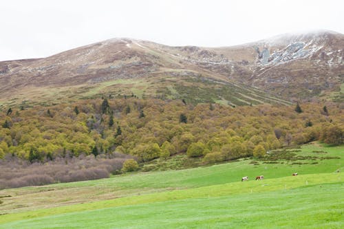 Free View of a Pasture with Cattle, Autumnal Trees and Mountains  Stock Photo