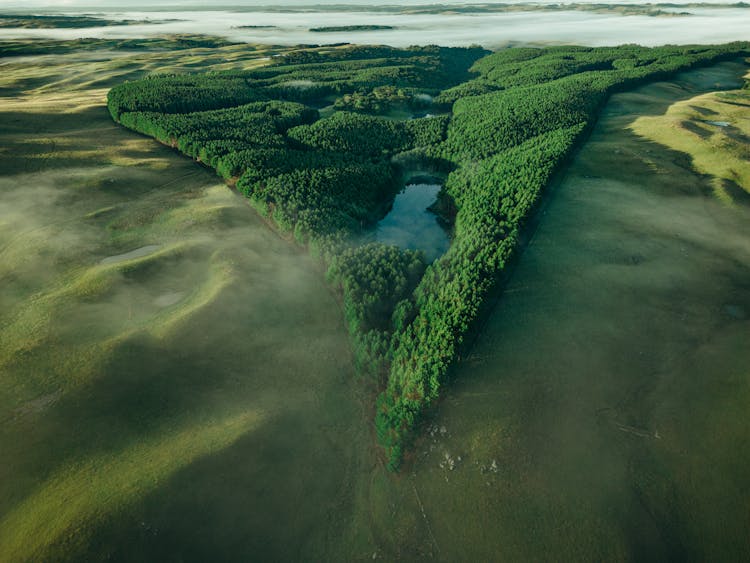 Forest On Hills