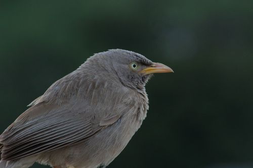 Free A Jungle Babbler (Argya striata) in a striking side profile with gray feathers and an orange beak. Stock Photo