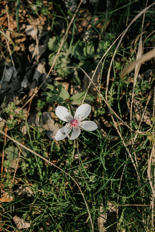 Close-up of a Single, White Flower among Grass 
