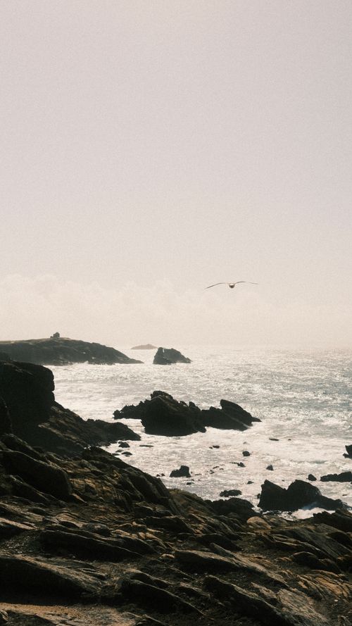 Free A lone seagull flying above a rugged rocky shoreline with ocean waves crashing beneath. Stock Photo