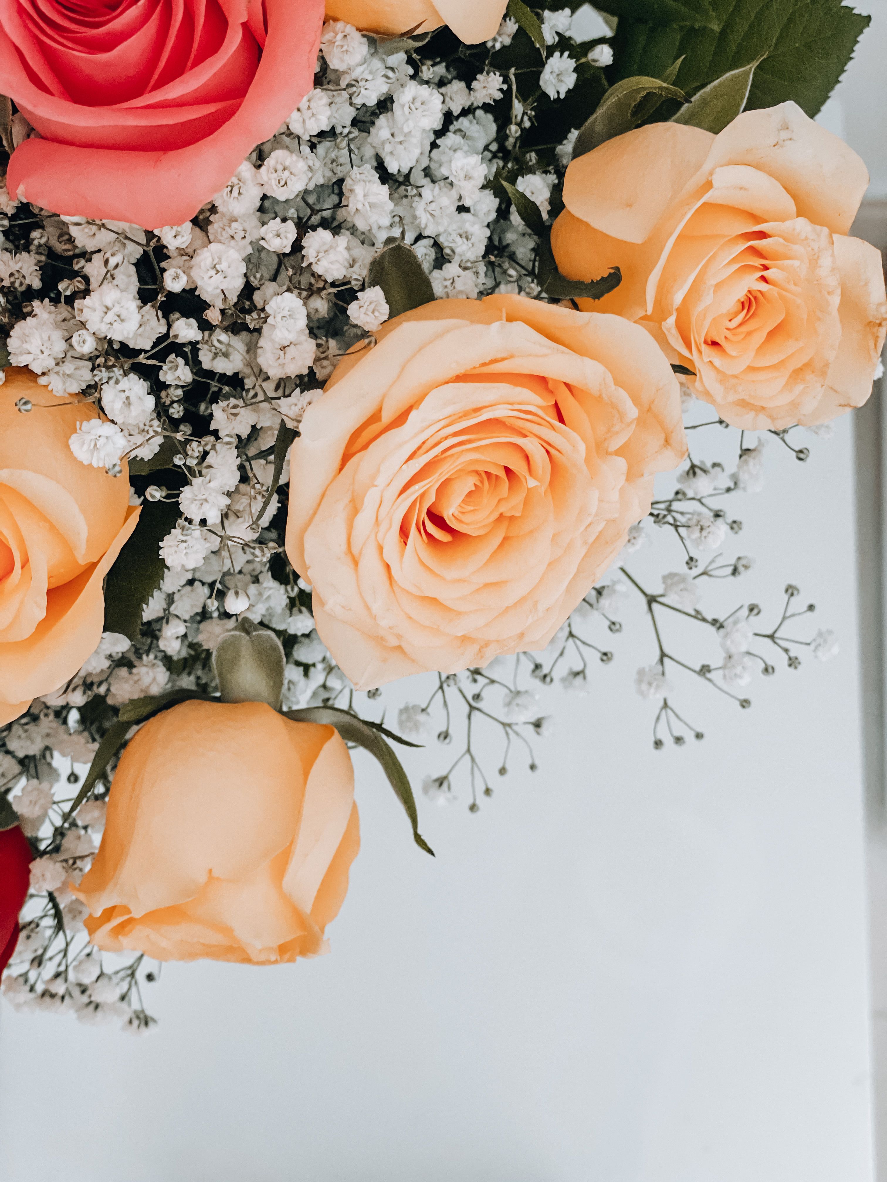 A Close-up of Beige Roses · Free Stock Photo
