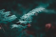 蕨叶的特写宁静而富有生机，与郁郁葱葱的绿色植物一同凸显了大自然的美丽