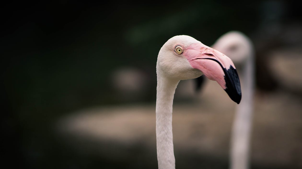 Free stock photo of flamingo