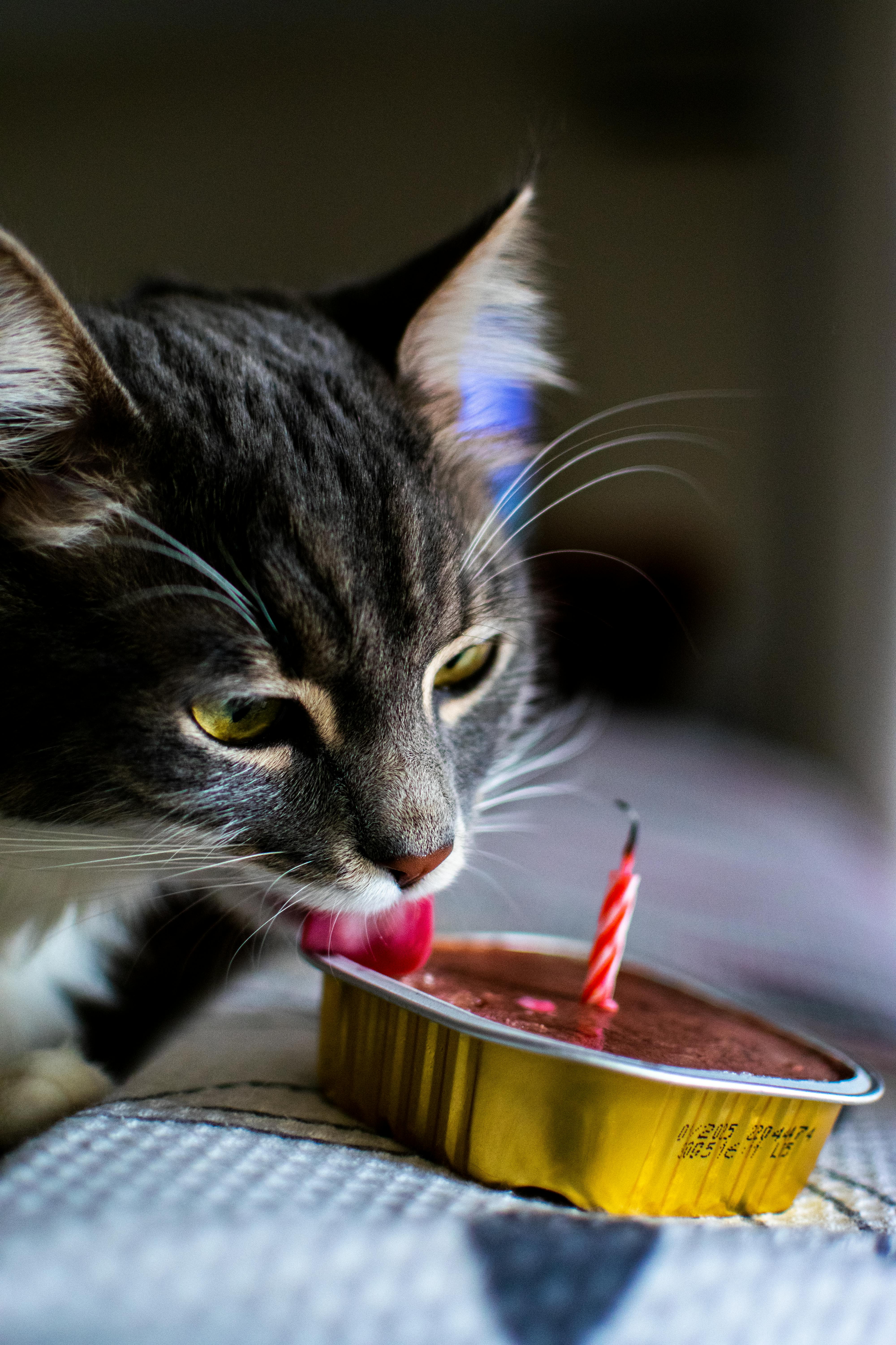 A Big Cat Watching His Mistress Eat Cake