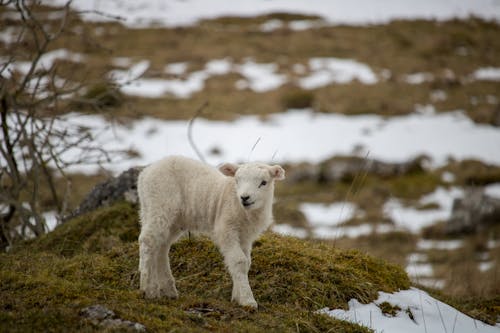 Close-up of a Lamb Standing on a Pasture 